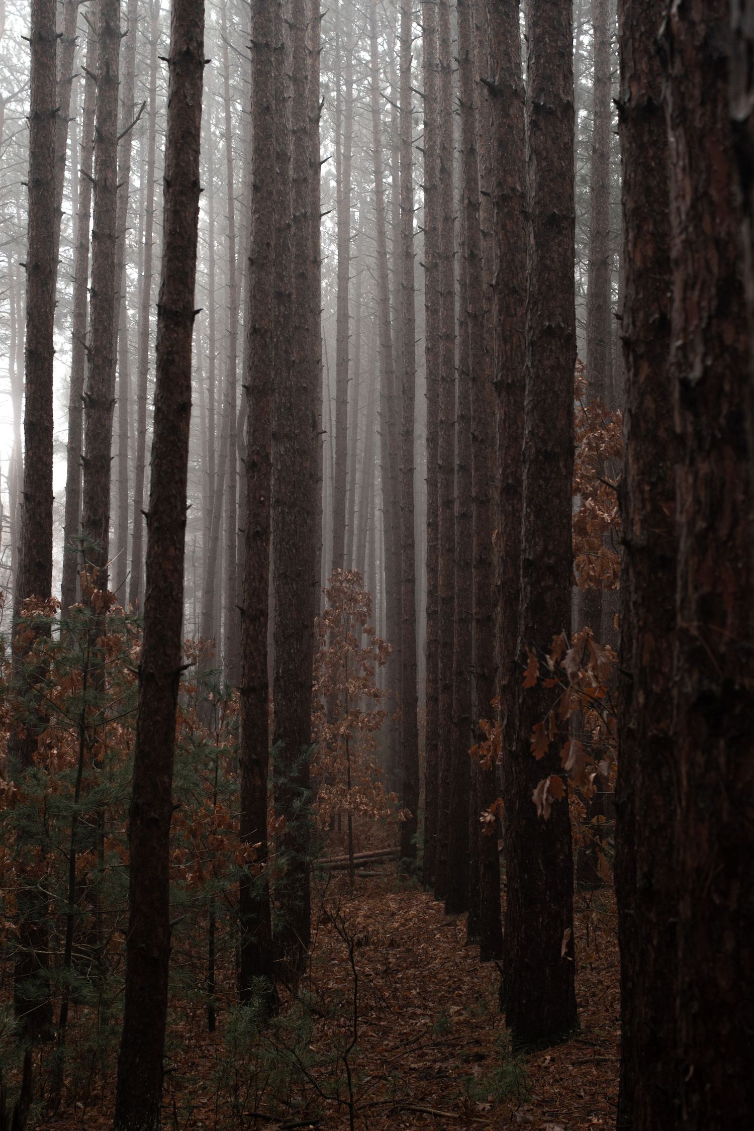 Atmospheric forest path through tall pine trees in foggy conditions creating dramatic perspective.