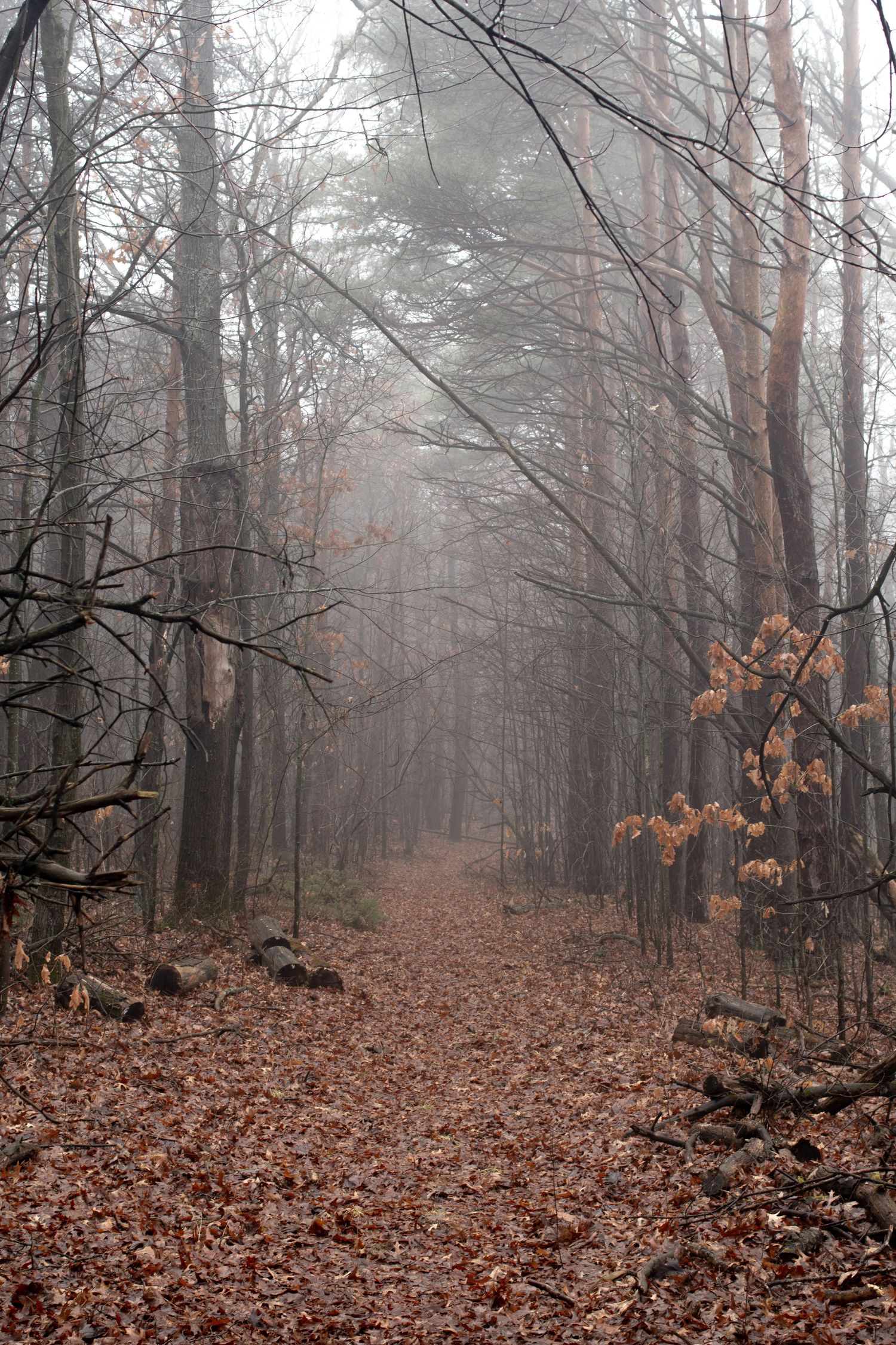 Leaf-covered trail winding through misty woods with bare trees and autumn foliage.