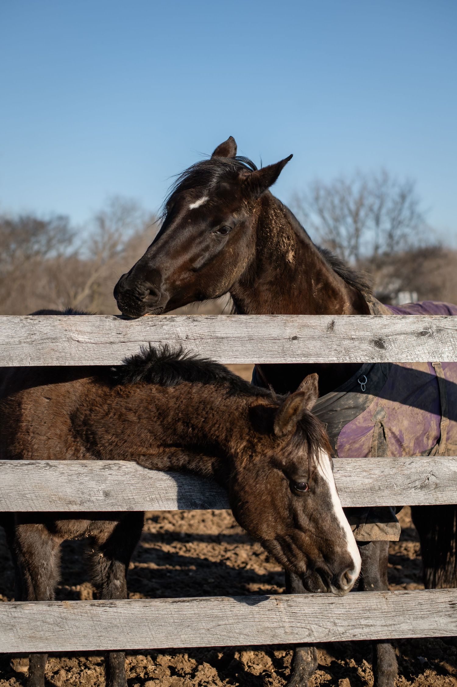 Two brown horses looking over wooden fence rails on a sunny winter day.