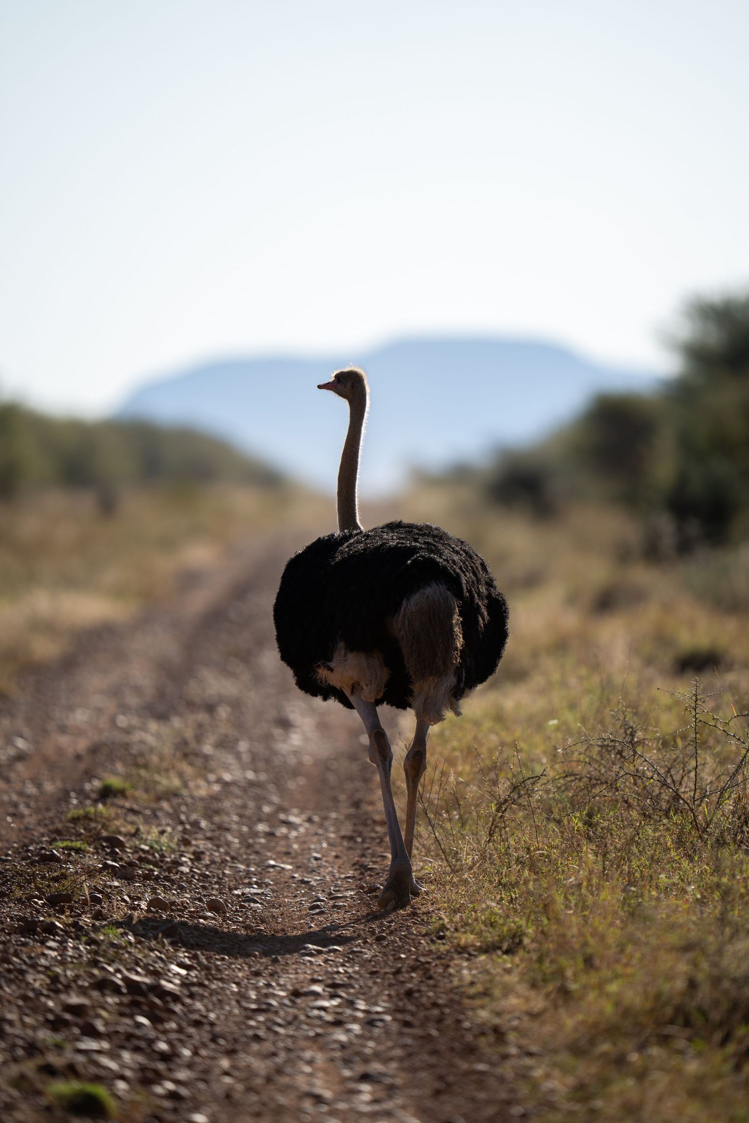 Ostriches walking along a dusty trail with mountains in the background.