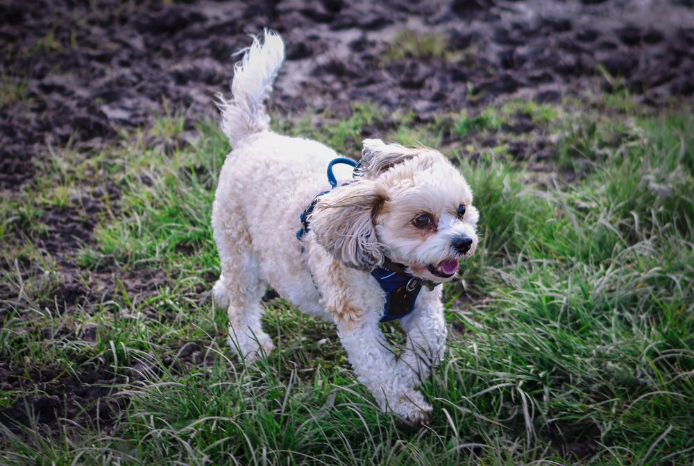 Small white fluffy dogs playing and running through dirt field.