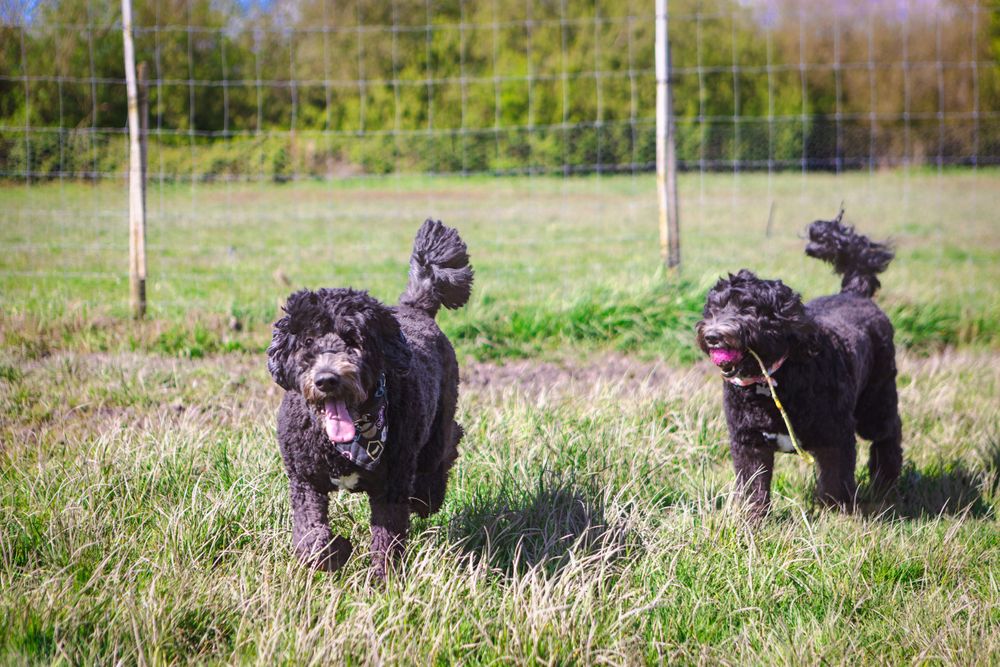 Black dogs running and playing together in grassy field with fence in background.