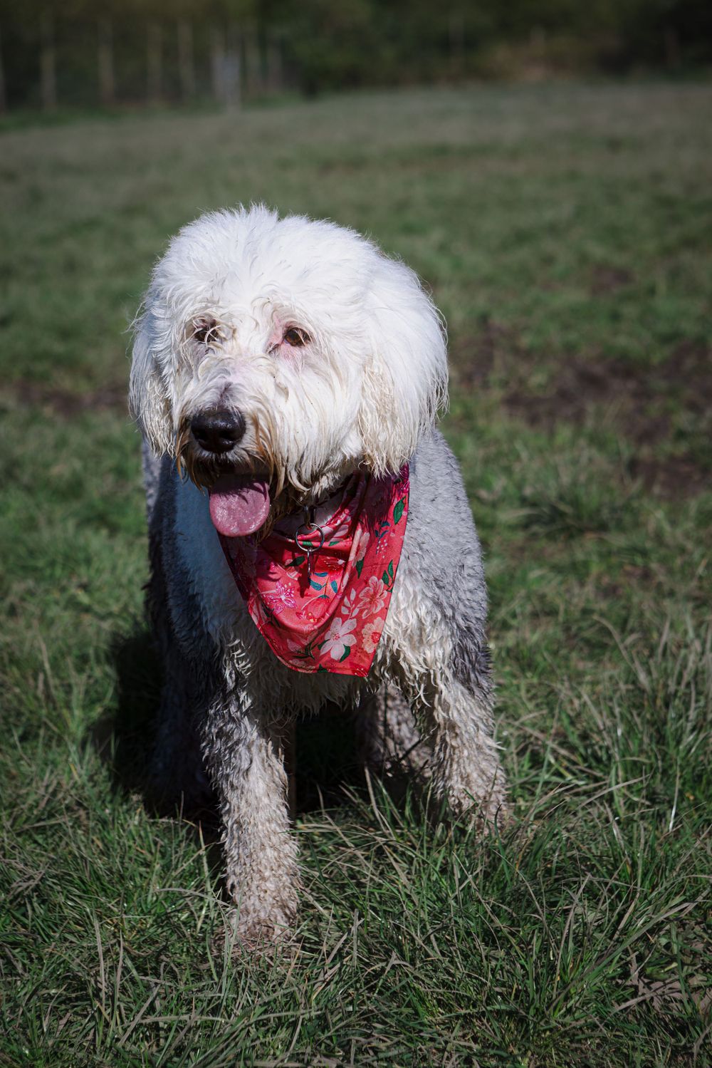 White shaggy dog wearing a red bandana running through green grass field.