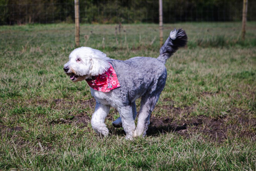 Series of action shots showing dogs playing and running through grass in an outdoor field.