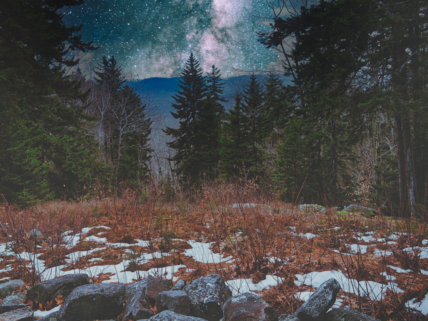 Magical starry night sky over snow-covered forest floor with tall pine trees and rocky terrain.