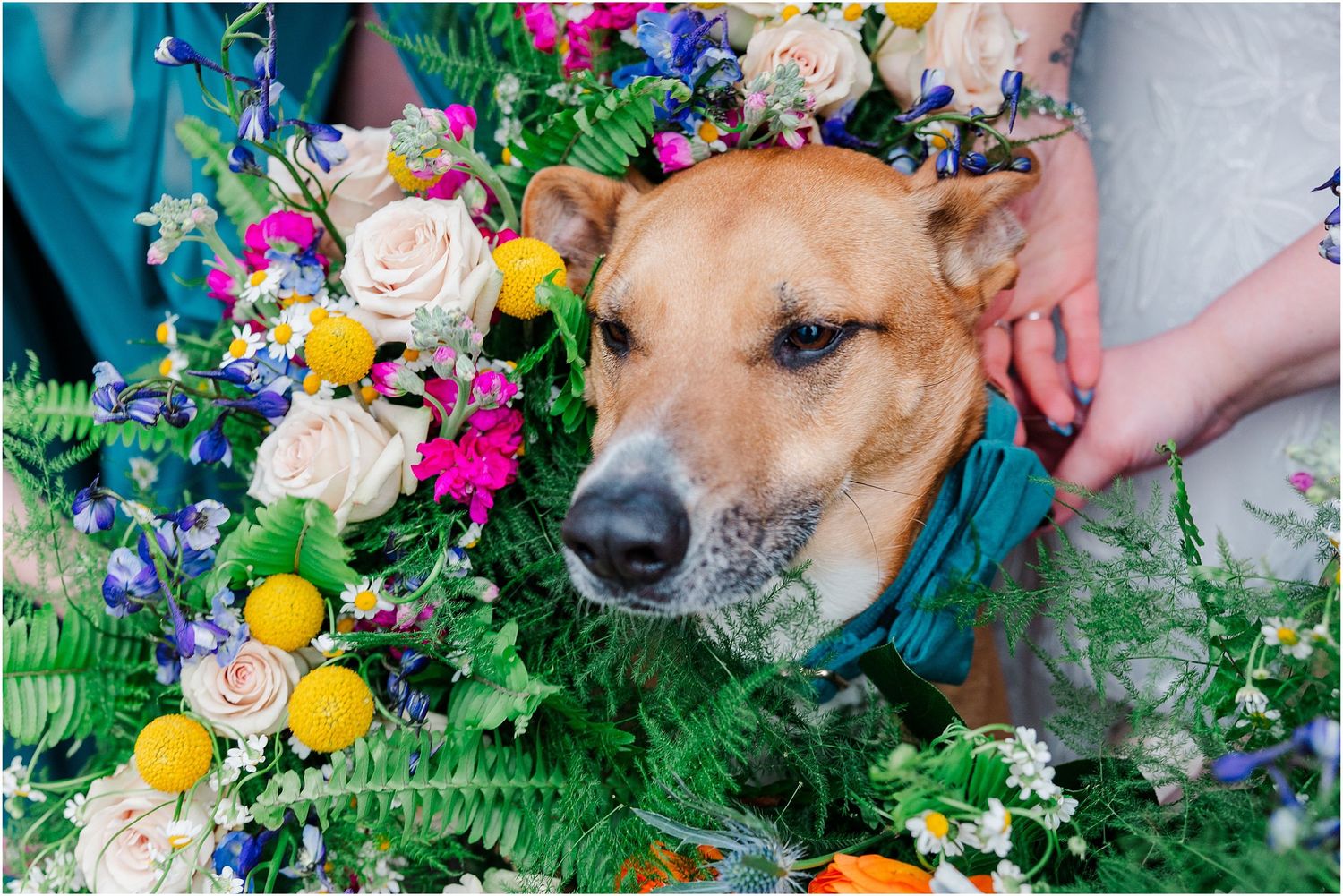 Close-up of a dog nestled among vibrant wedding flowers including roses, delphiniums, and ferns.