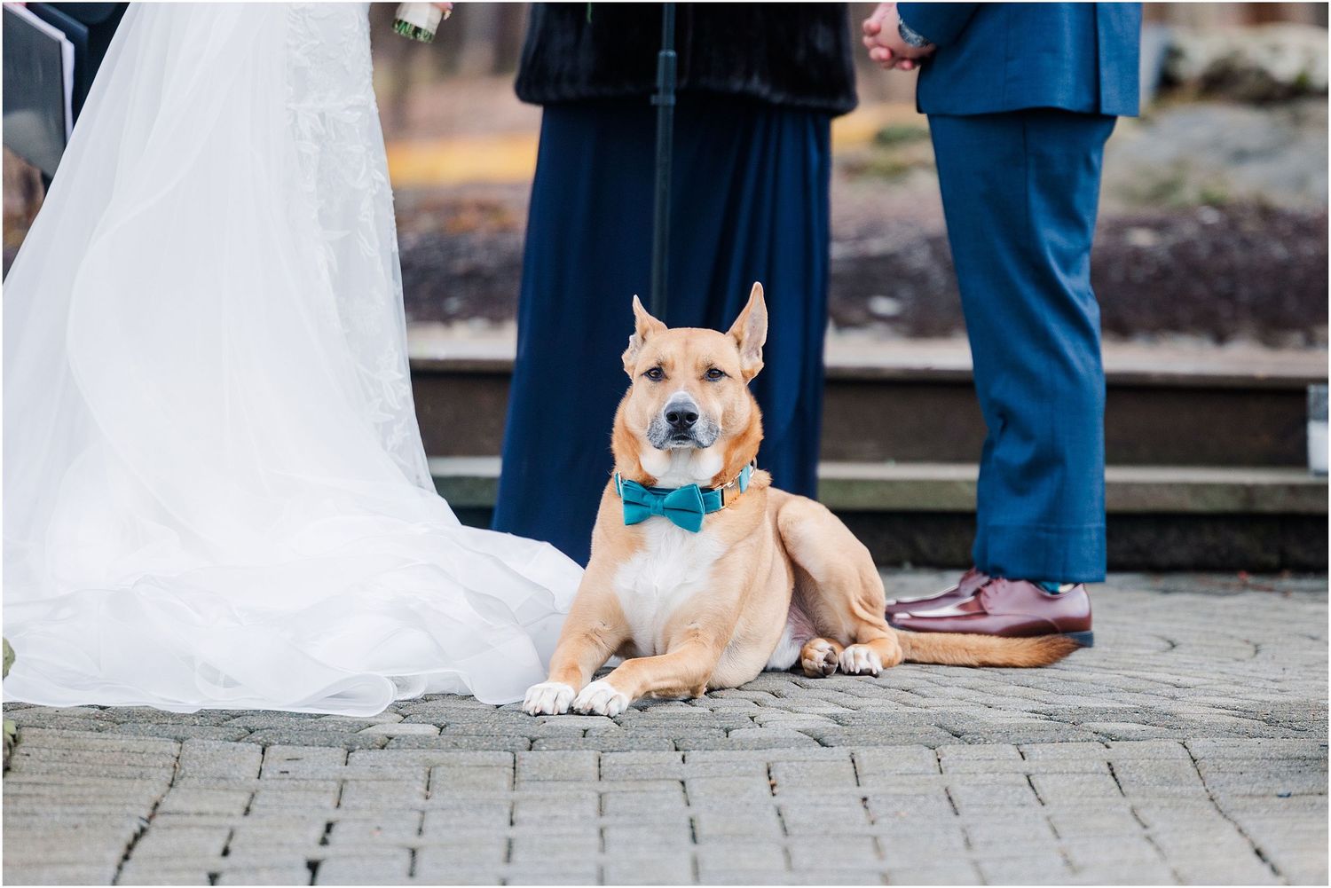 Cream-colored dog wearing blue bowtie lies on stone ground next to wedding dress.