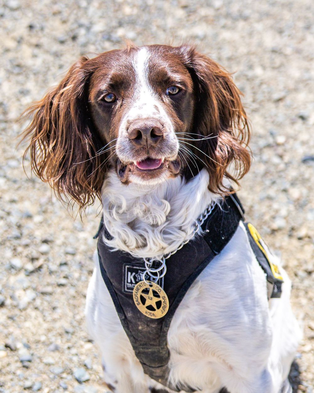 Springer Spaniel dog wearing white shirt and black bandana shows close-up expressions in a four-photo collage.