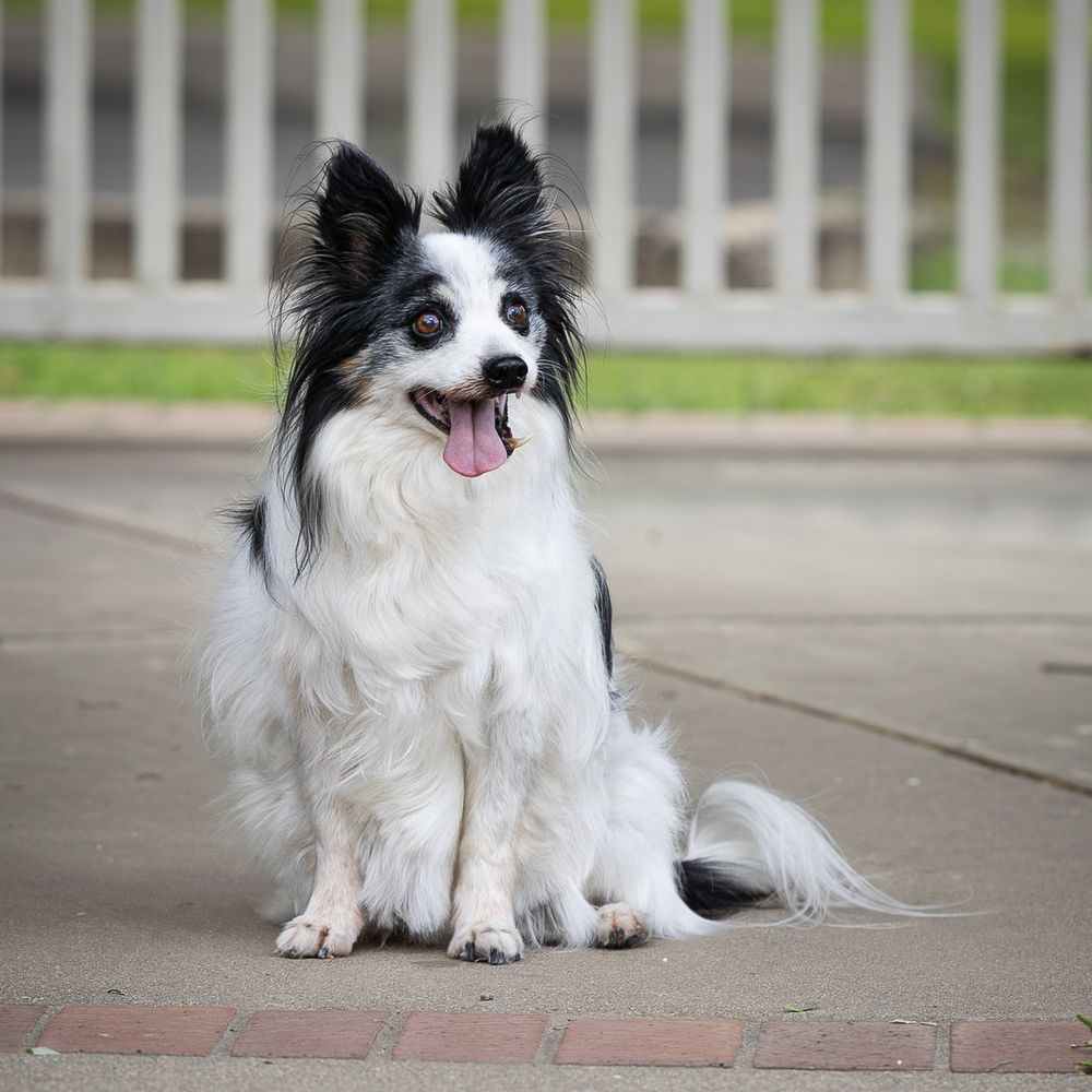 A fluffy black and white Papillon dog sits on a brick path, tongue out, with a fence in the background.