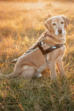 Golden Labrador retriever wearing a service dog harness sitting in a sunlit grassy field at sunset.