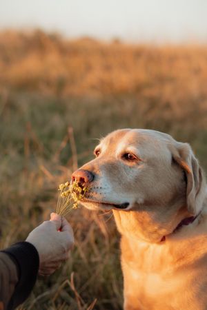 A golden Labrador sniffs wildflowers held by a person's hand in a sunlit autumn field at golden hour.