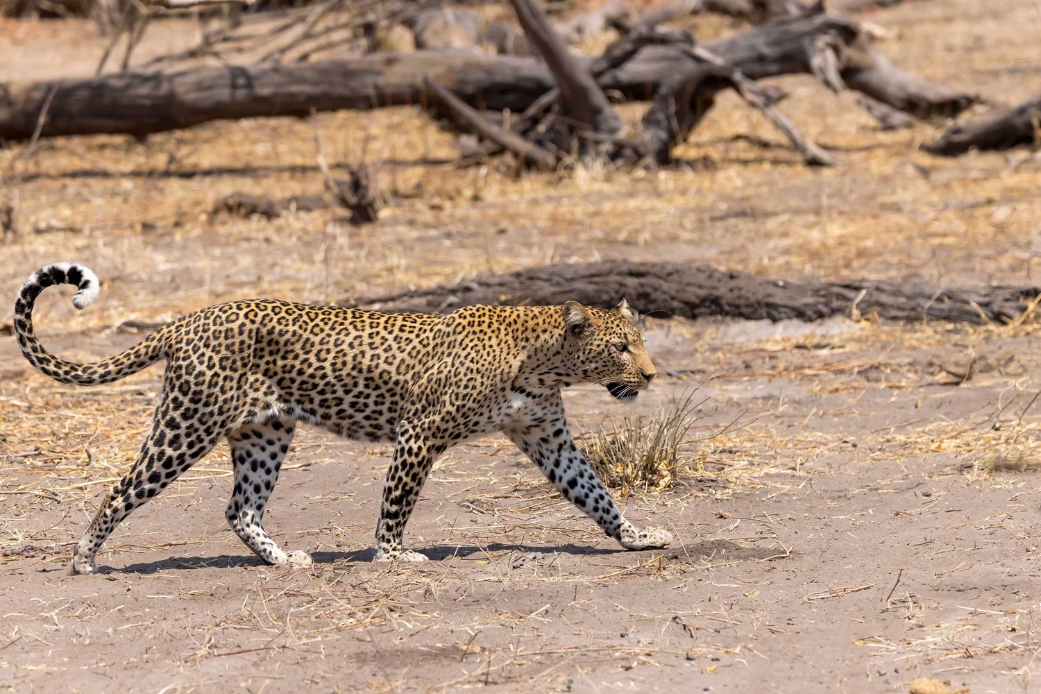 Leopard walking across dry bush in image by Nick Wigmore Photography, a photo safari company.