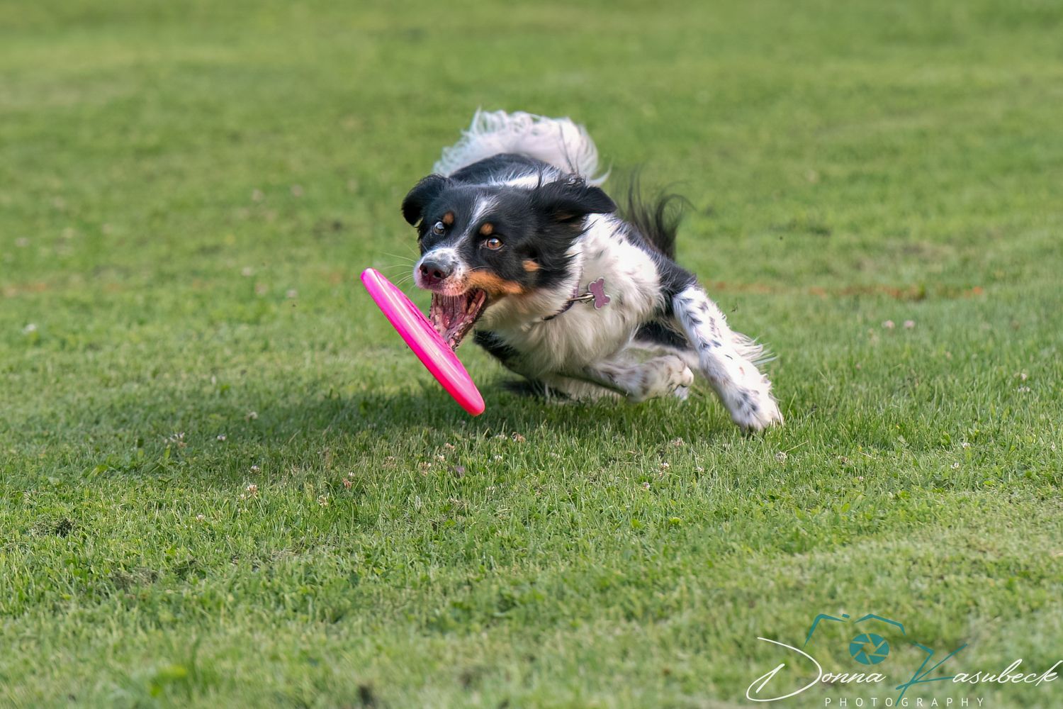 Disc Dog