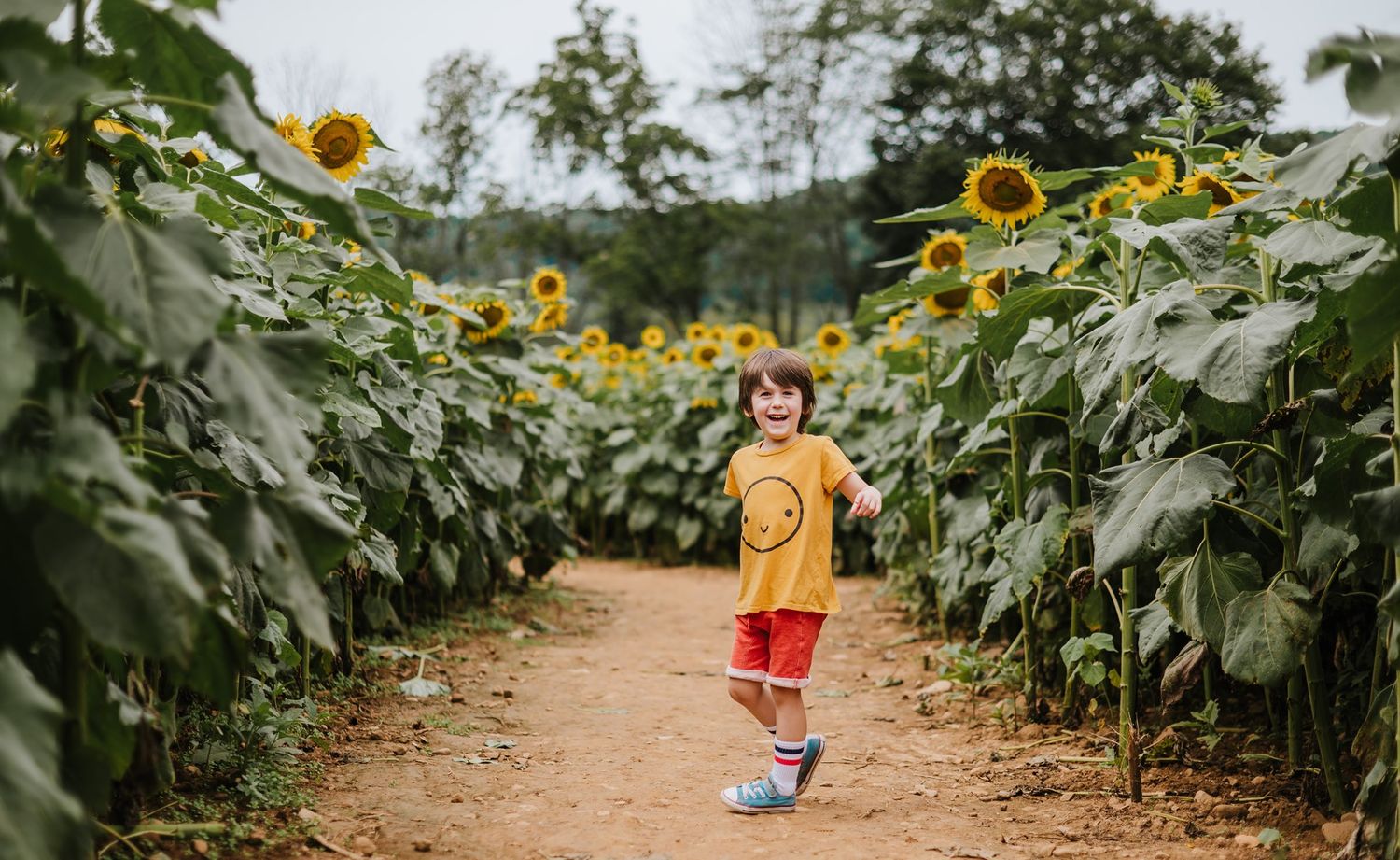 A dirt path winds through tall sunflower plants on a sunny summer day at von Thun farms.
