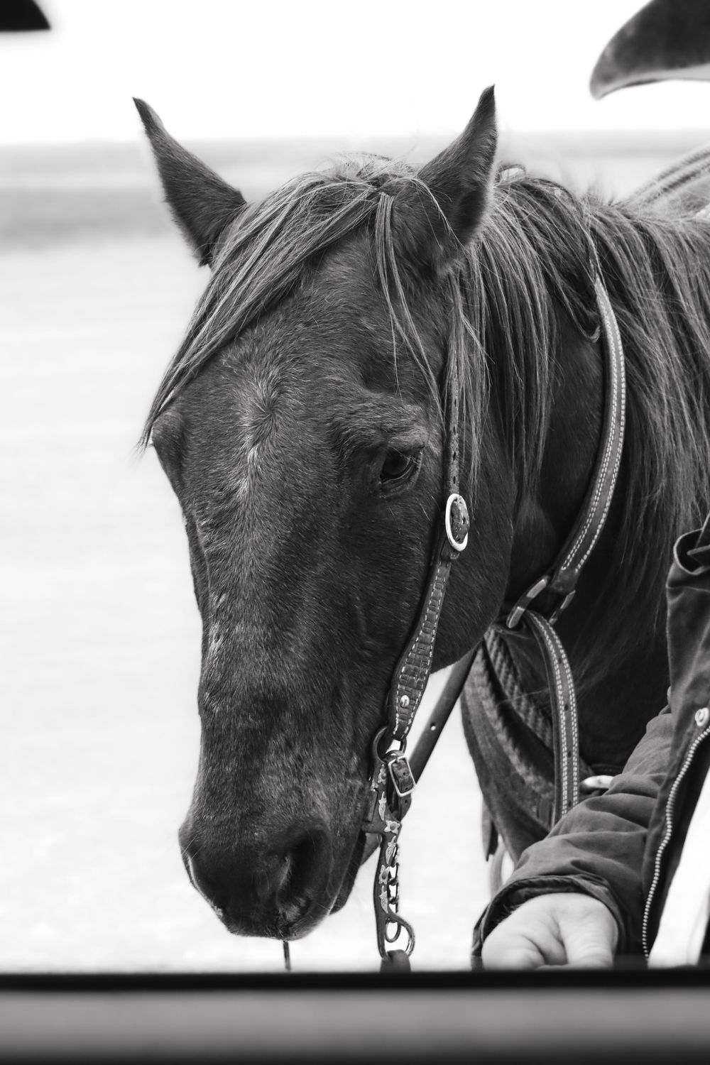 A black and white portrait of a dark horse wearing a bridle and reins viewed through a window or frame.
