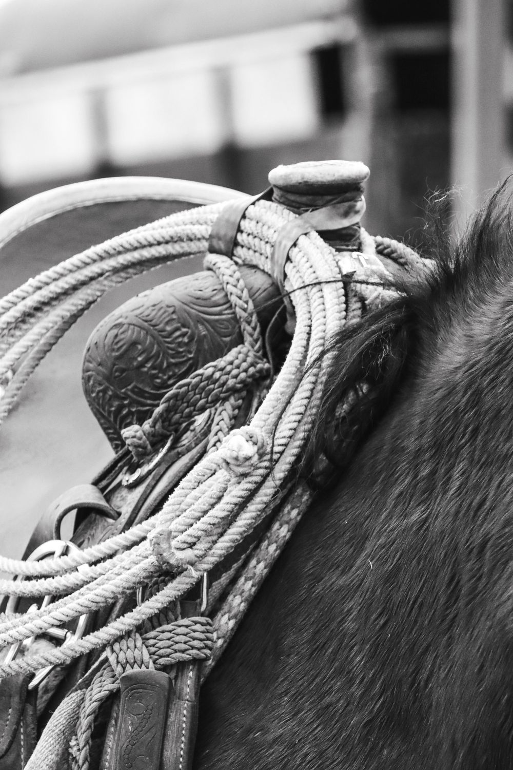 A close-up black and white photograph of a western saddle with detailed leather tooling and coiled rope on horseback.