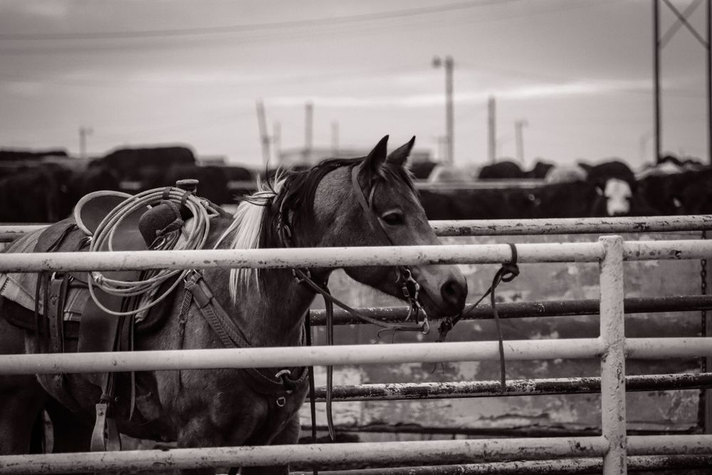 Black and white photo of horse looking over corral fence with saddle and tack visible.