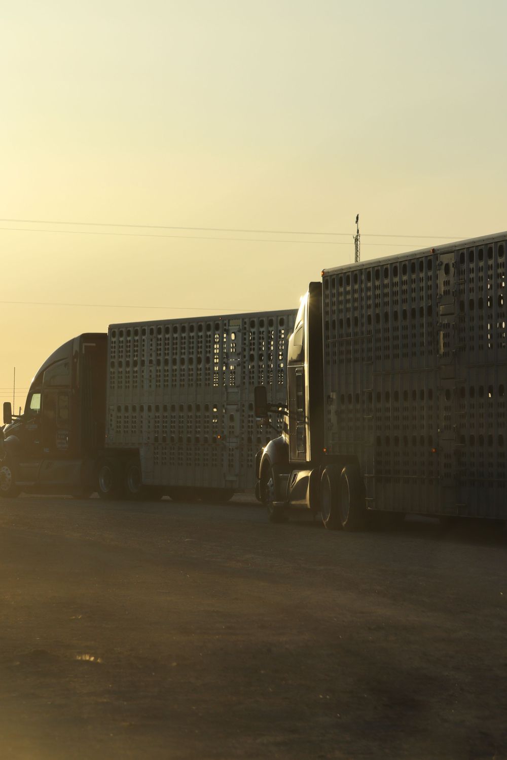 A livestock transport truck silhouetted against a golden sunset sky with metal grating visible on its trailer.