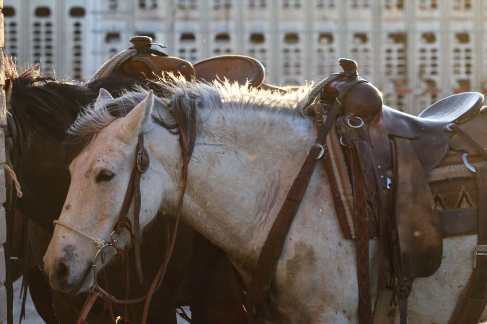 Two horses standing side by side wearing saddles and bridles in warm sunlight.