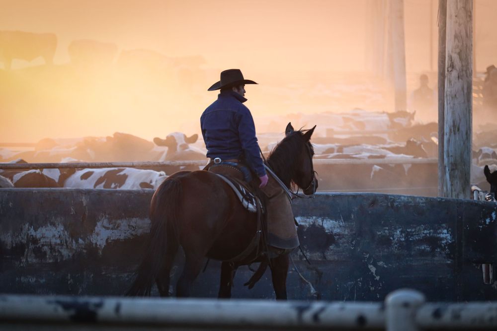 A silhouetted rider on horseback tends to cattle in a dusty corral during golden sunrise light.