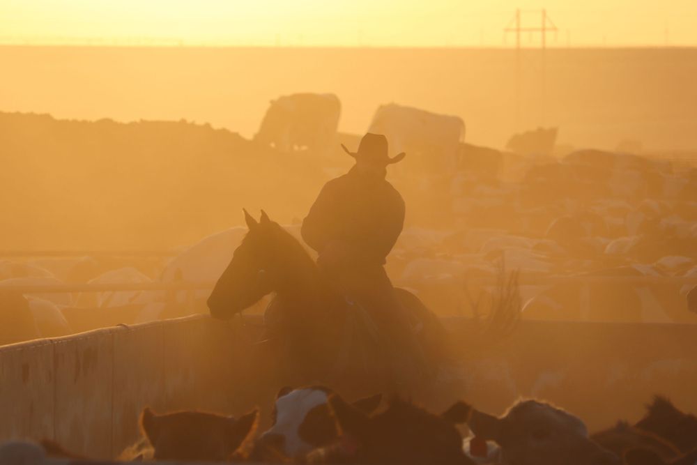 Silhouette of a cowboy on horseback at sunrise with cattle silhouettes in the foreground.