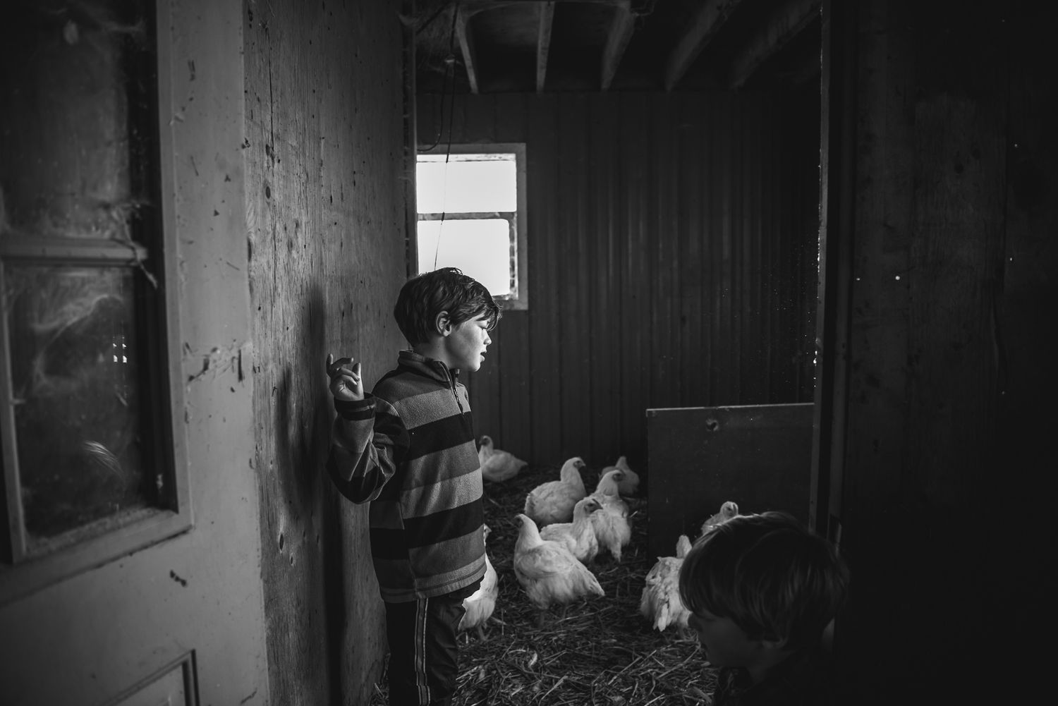 BW image of a boy looking into a room of chickens.