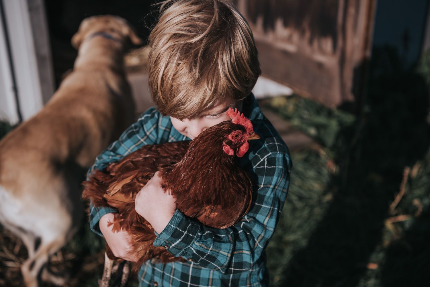 A boy hugs a rusty coloured chicken with a red comb.