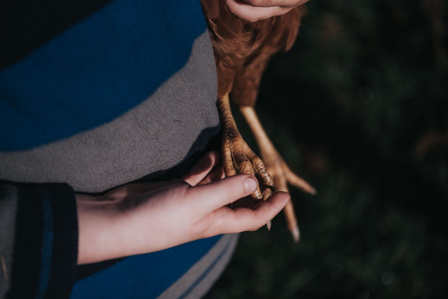 Chicken feet held in the hand of a little boy.