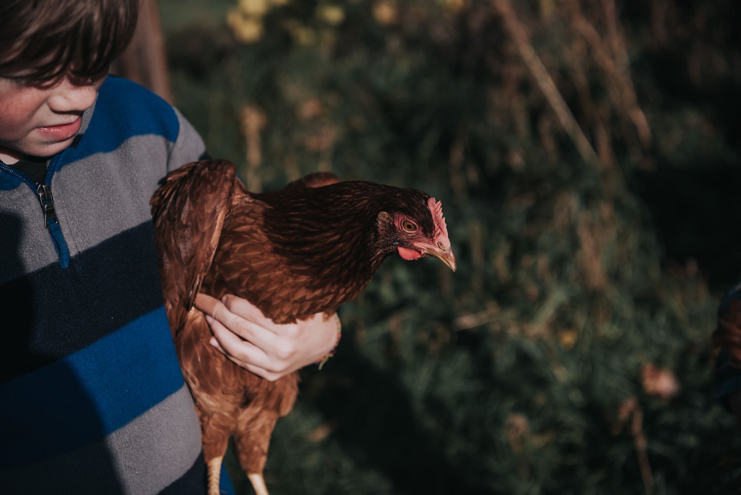 A boy in a blue striped shirt holds onto a chicken at his farm.