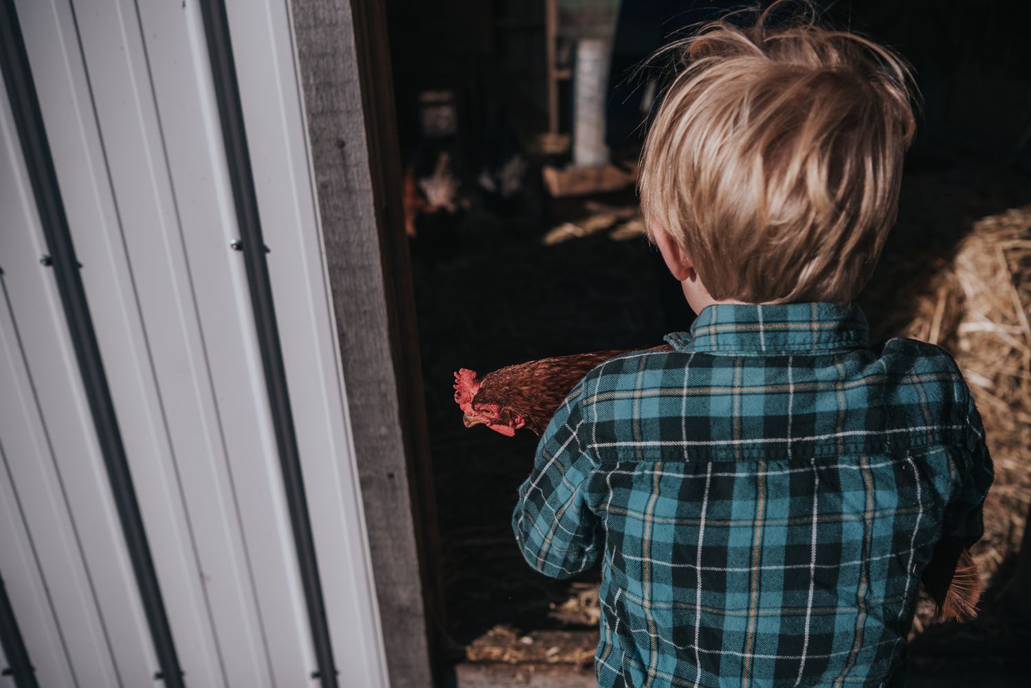 A boy is seen facing away from the camera with a chicken's head looking out.