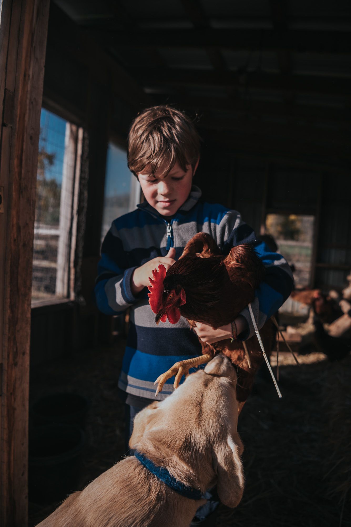 A boy holds a chicken as his yellow lab smells it.
