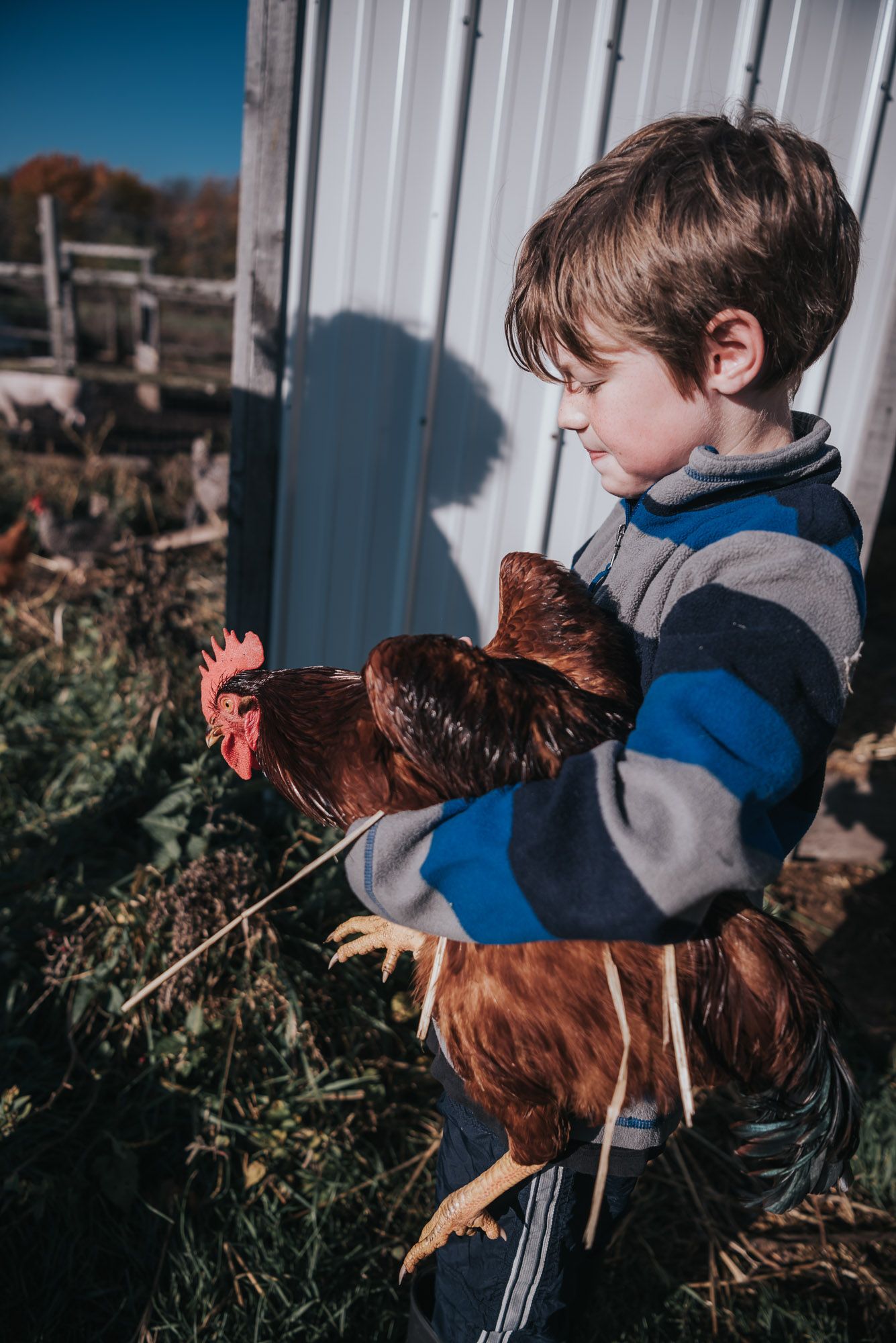 A boy and his chicken.