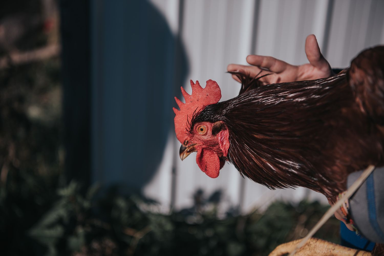 A chicken with a bright red comb and brown shiny feathers.