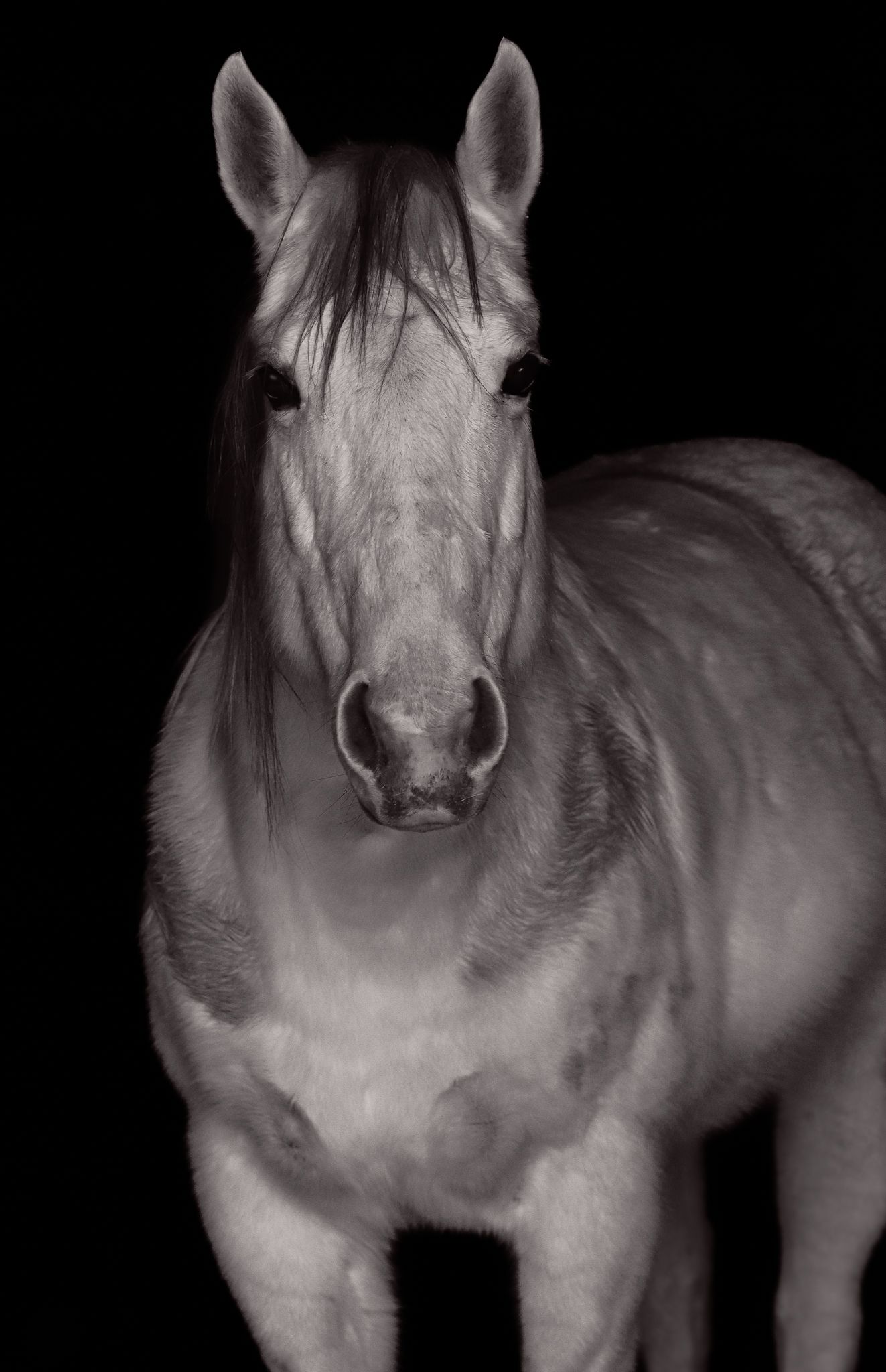 Monochrome portrait of a white horse against a black background.
