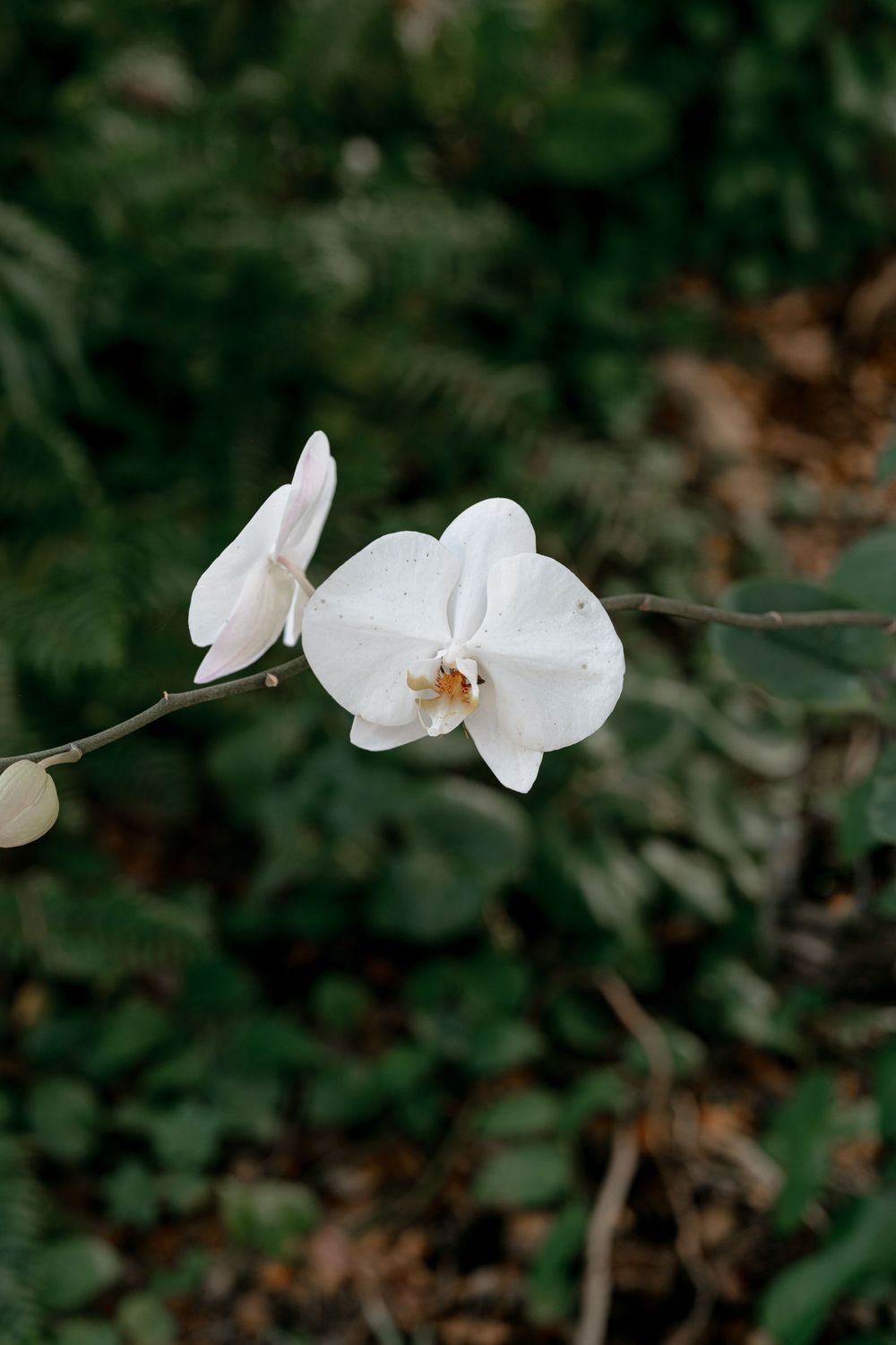 Delicate white orchid flowers bloom against a dark green natural background.