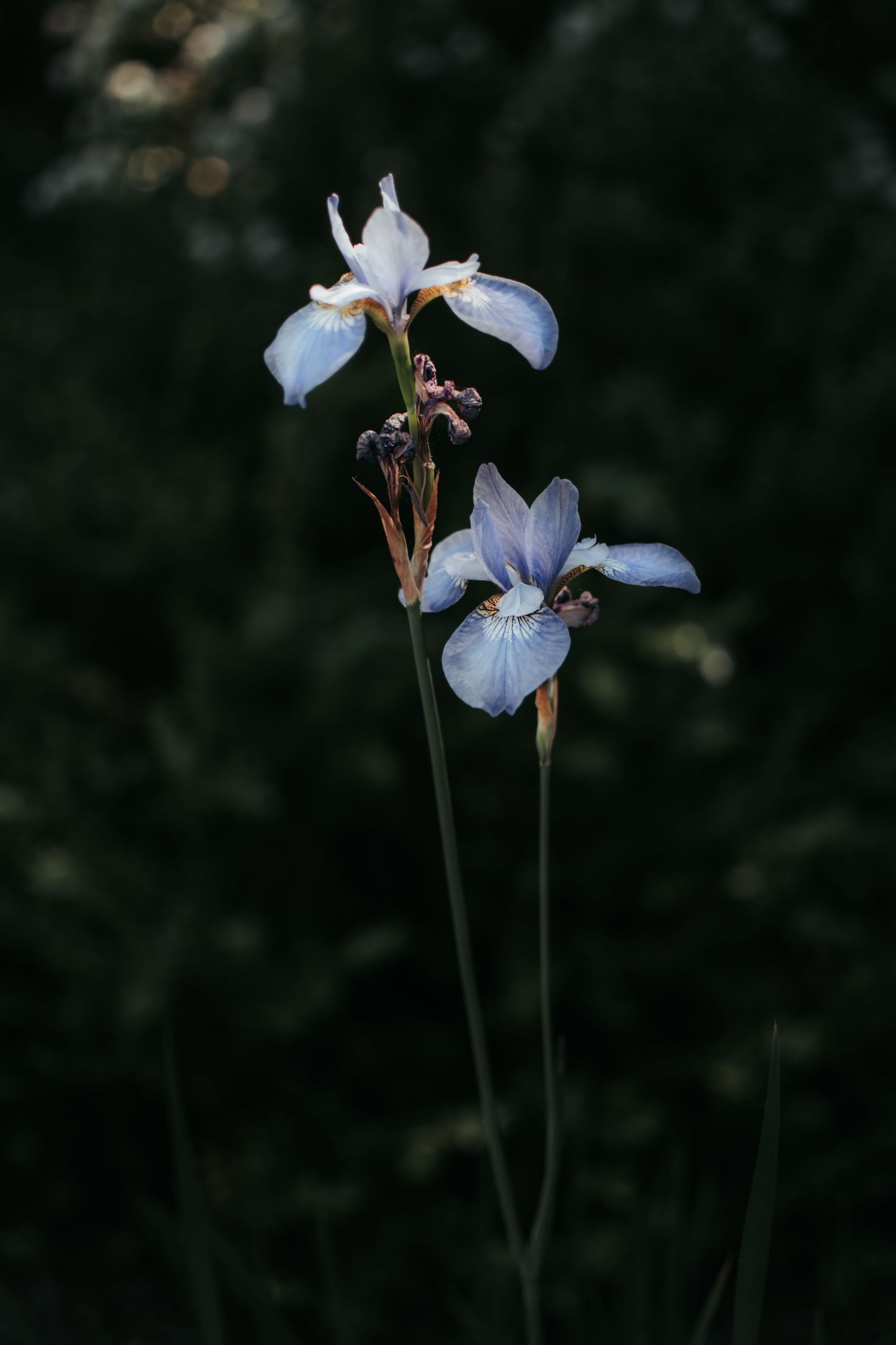 Artistic floral close-up photographed outdoors in Dallas–Fort Worth