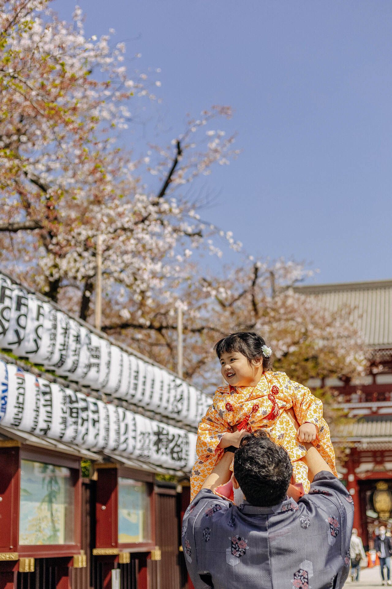 Cherry blossoms and traditional Japanese paper lanterns frame tender moment at temple grounds.
