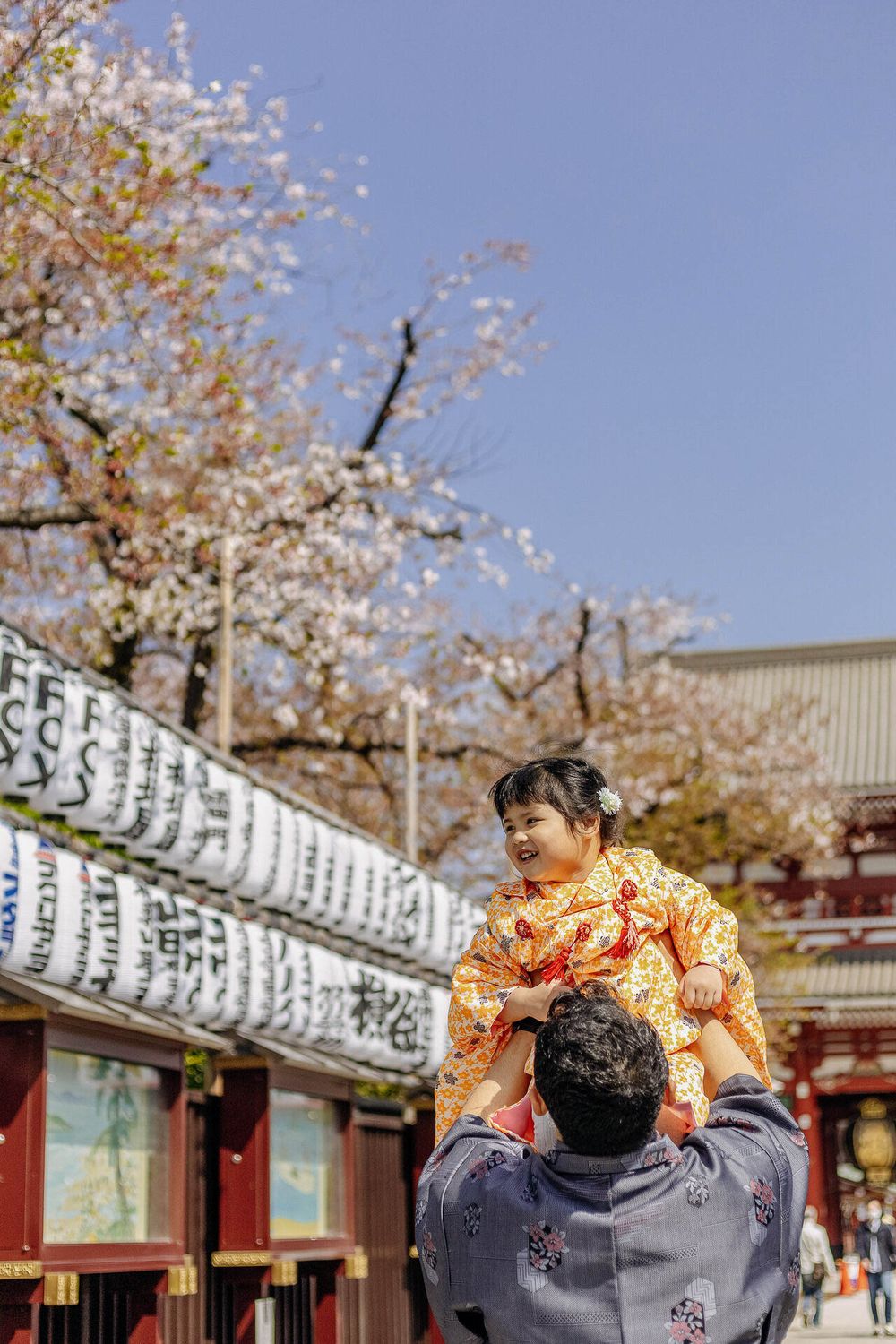 Cherry blossoms and traditional Japanese paper lanterns frame tender moment at temple grounds.
