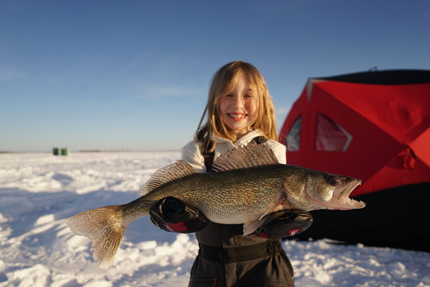 Ice fishing catches displayed in a row on snowy surface with red tent in background.