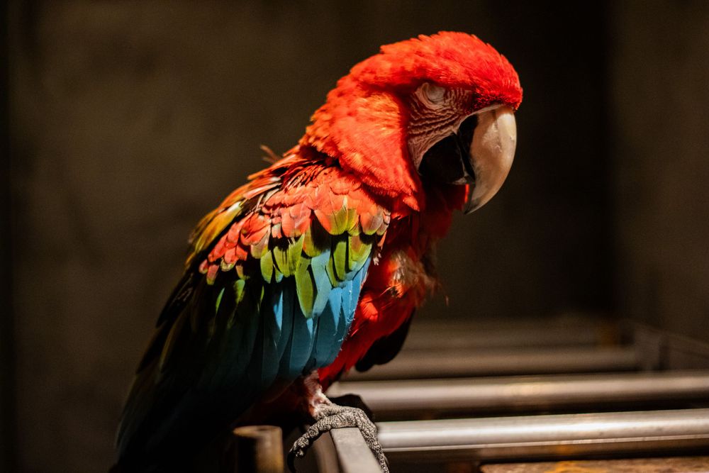 animal portraits near Sarasota