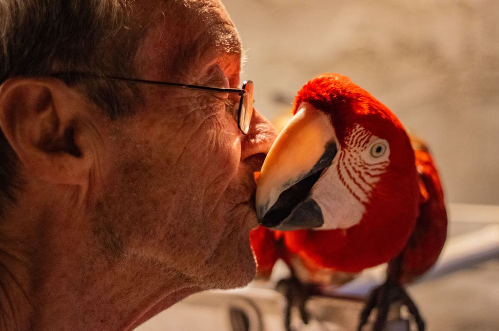 animal portrait photographer near me