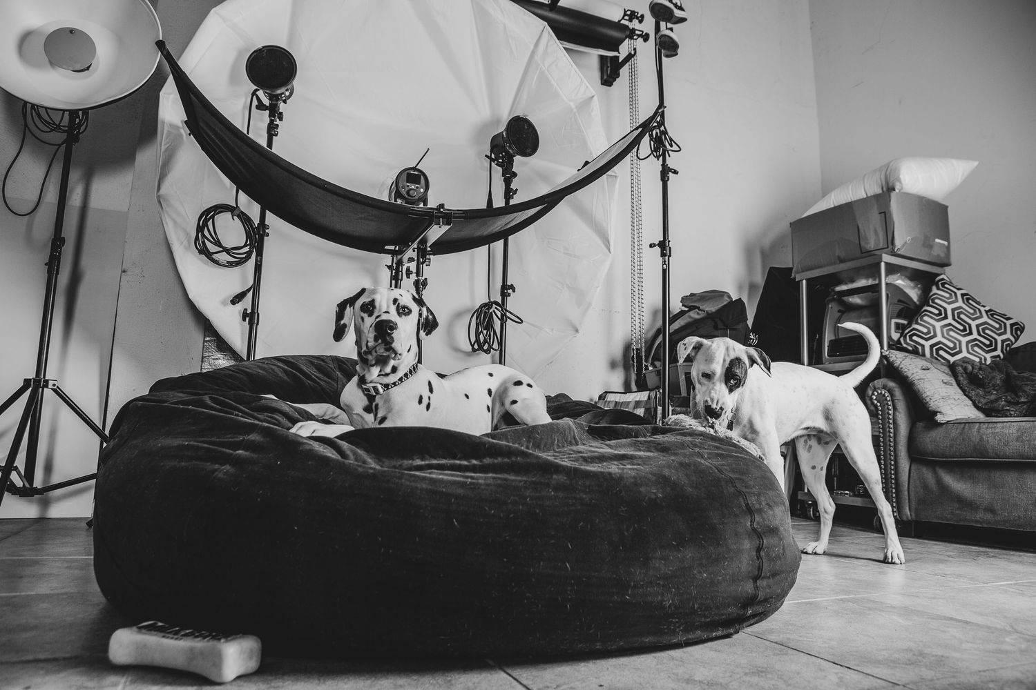 A black and white photo shows a dog lying on a large beanbag under a drum set in a music studio setting.