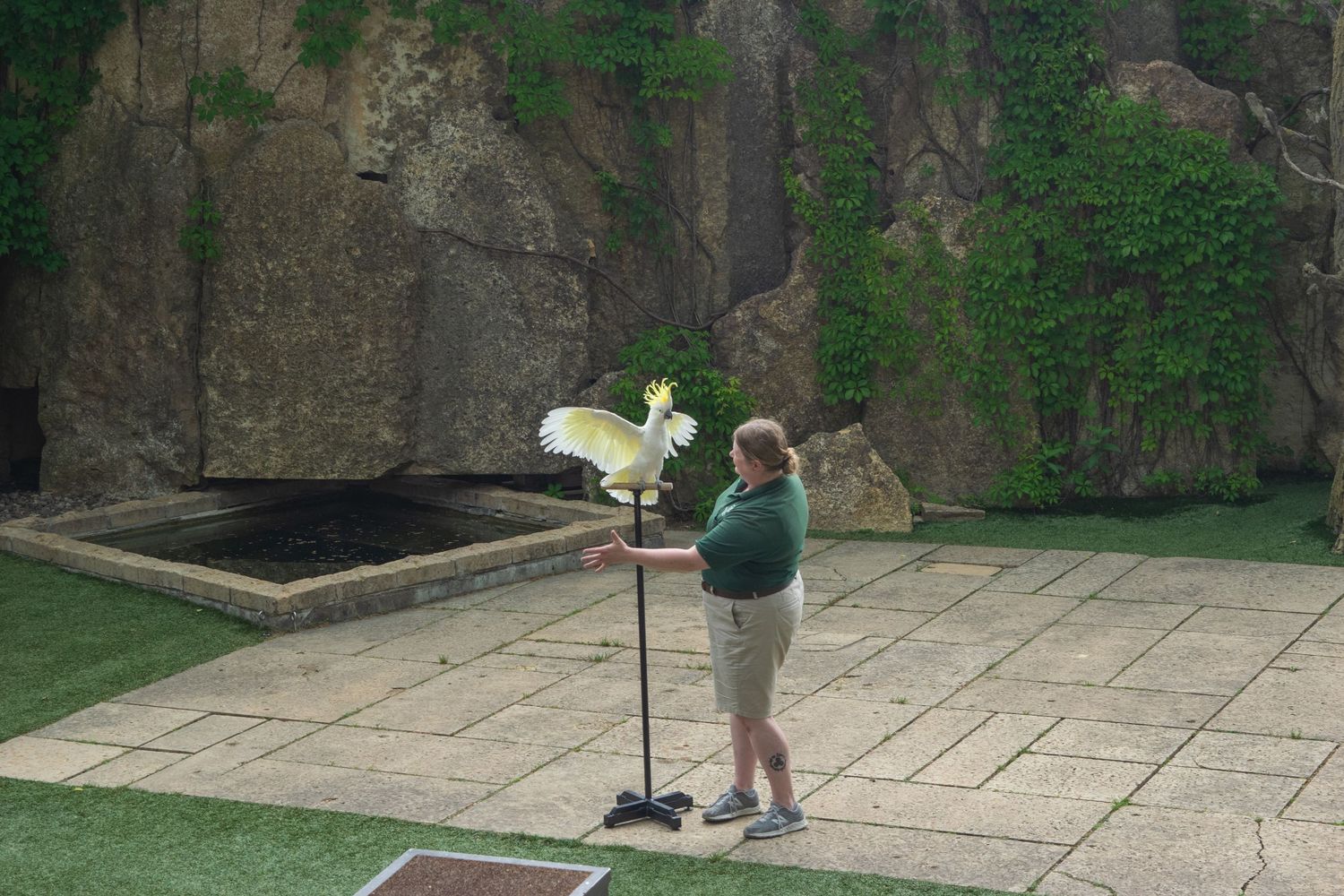 Demonstrator with weathervane in outdoor bird presentation area.