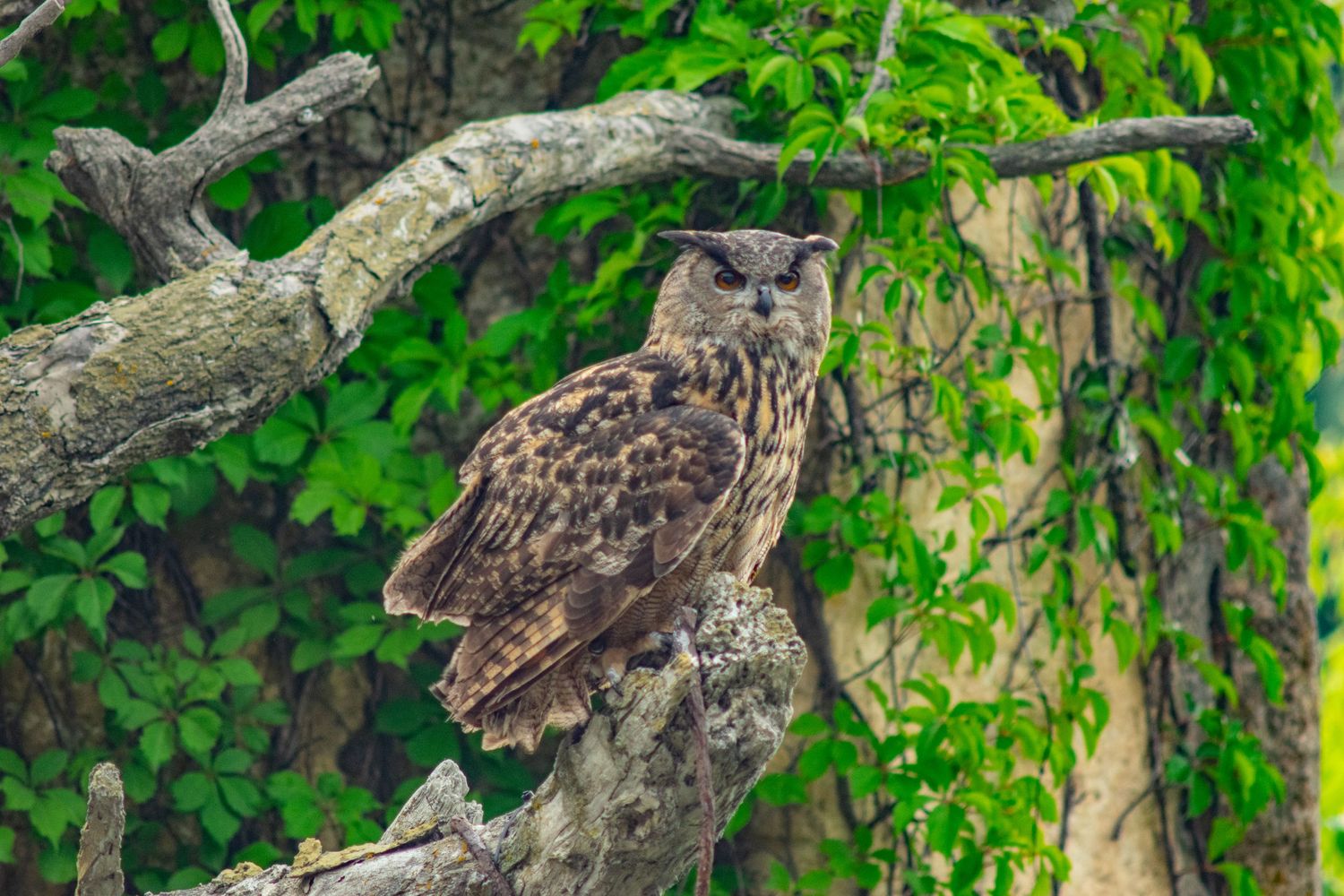 Great horned owl perched on tree branch with leafy green background.