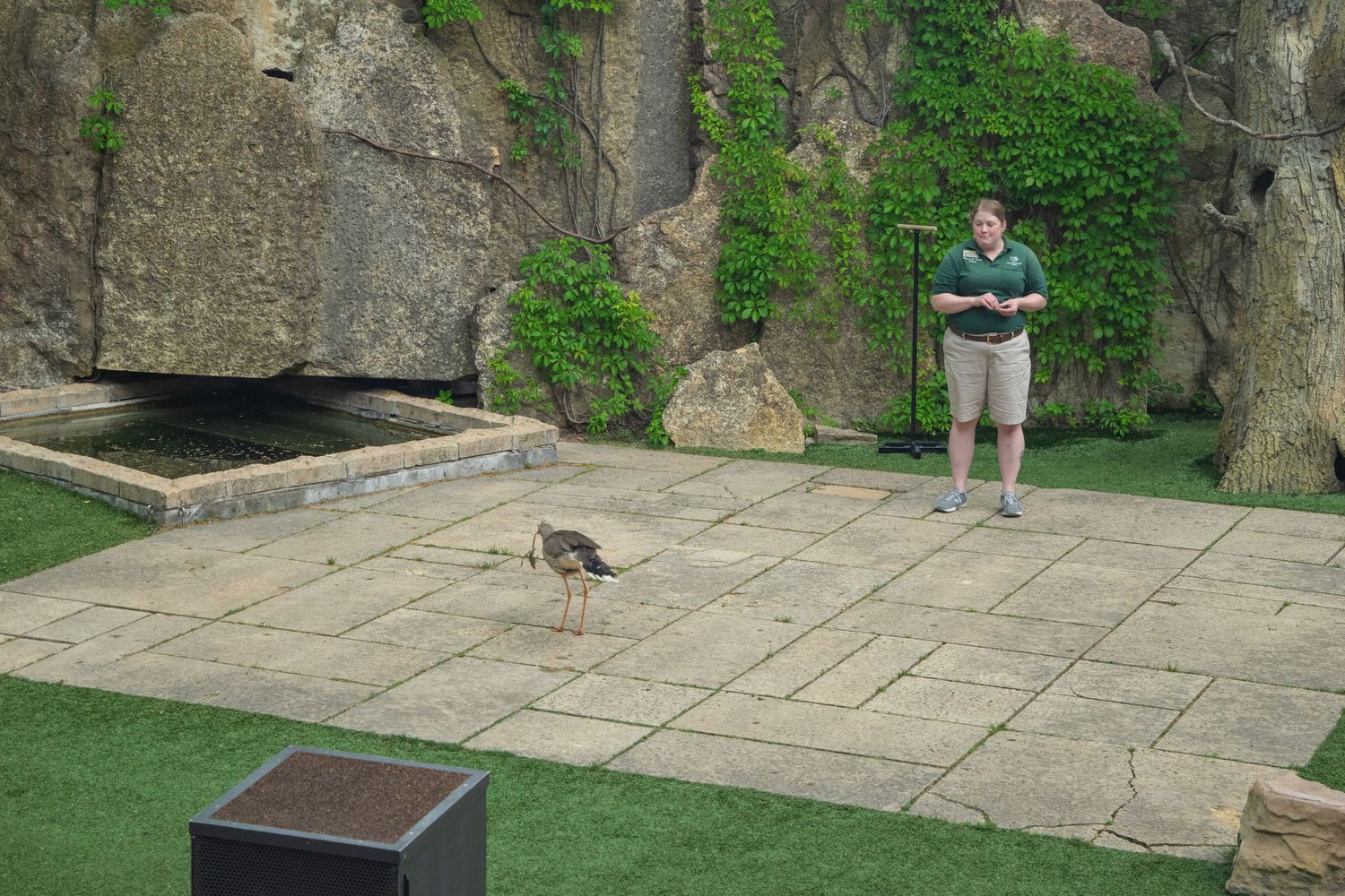 Bird demonstration in stone-paved outdoor area with spectator.