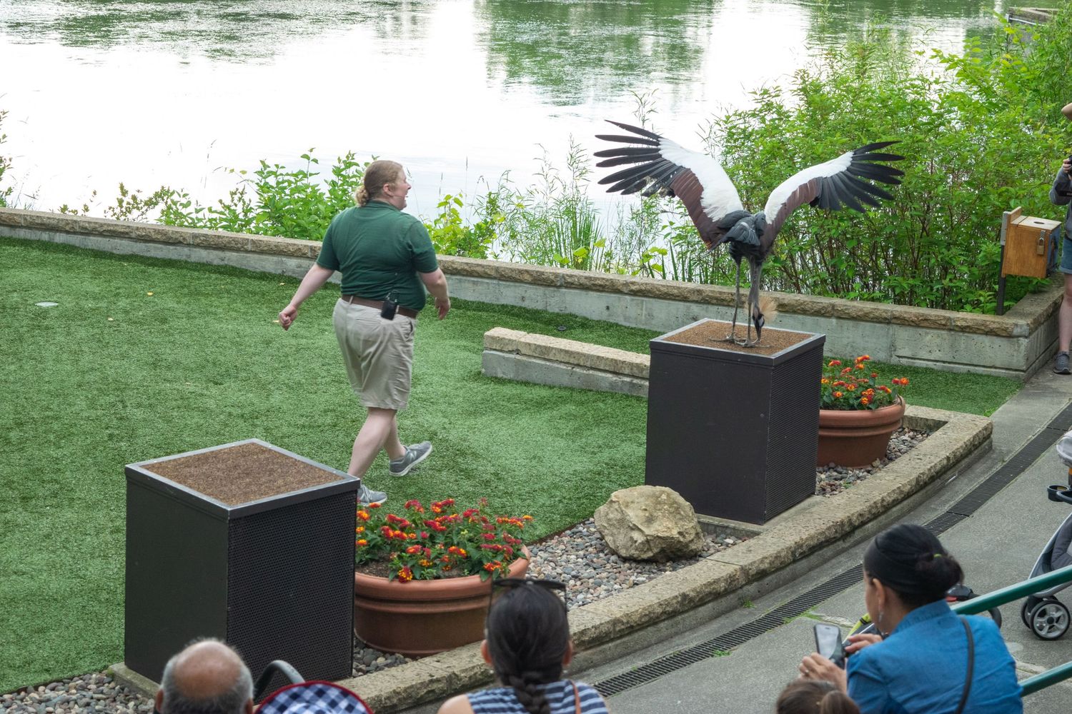 Bird handler during outdoor demonstration with decorative crane statue.