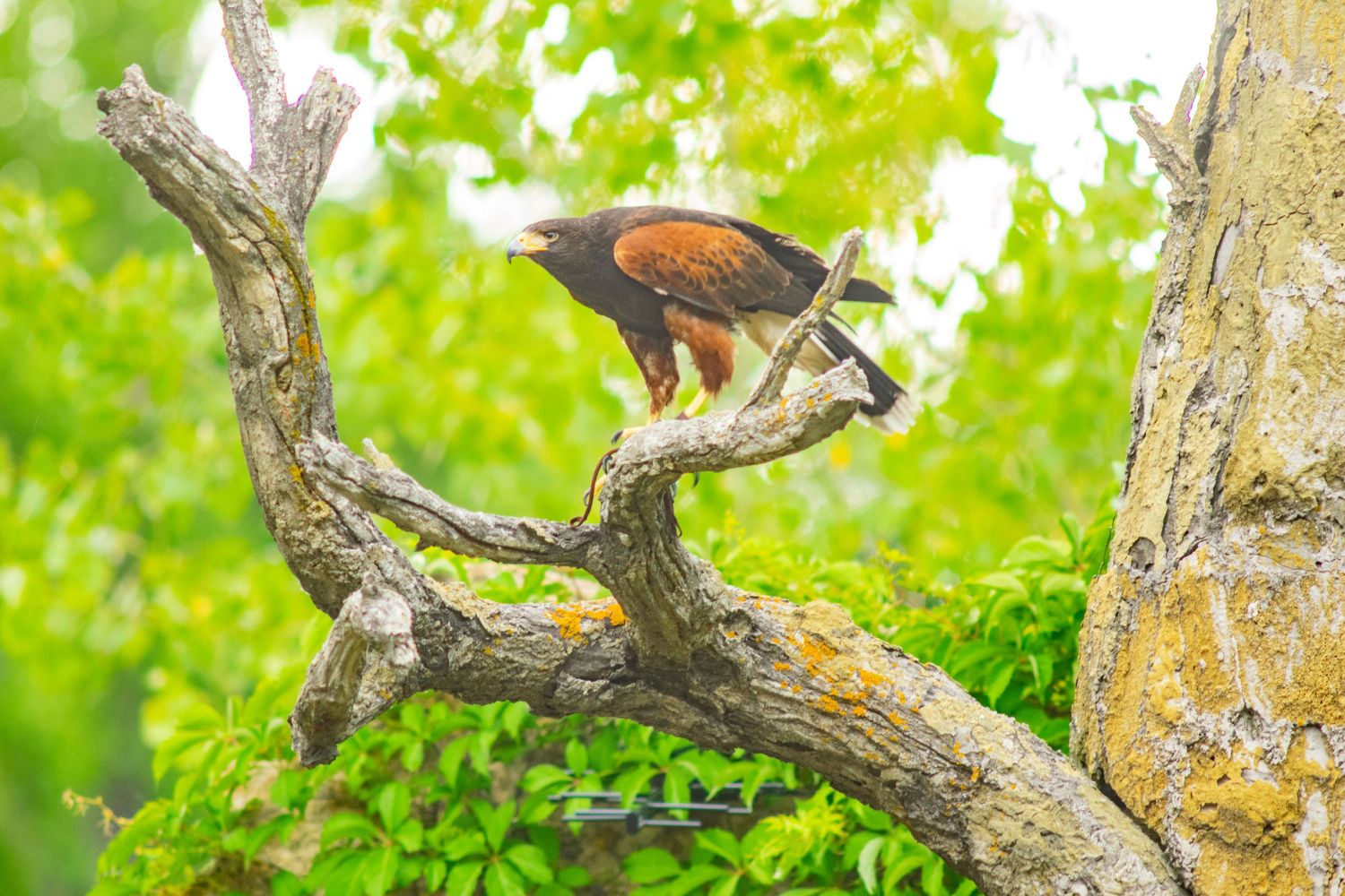 Harris hawk perched on branch against bright green foliage background.