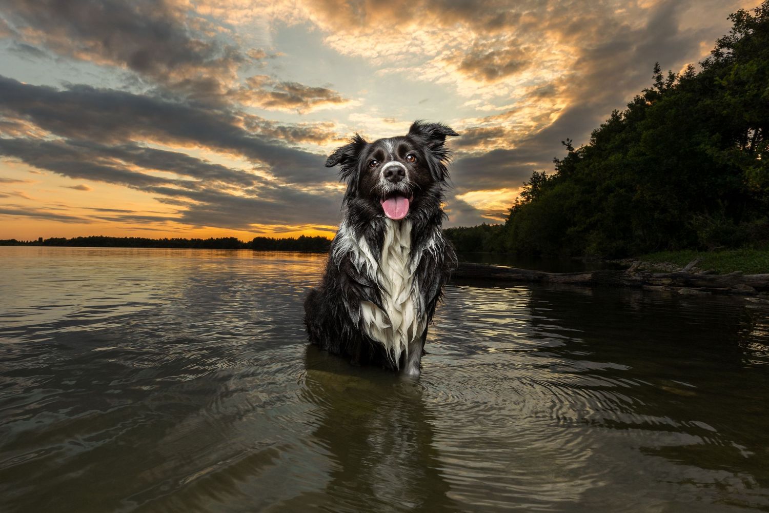 A Border Collie standing in water during a dramatic sunset with clouds reflecting on the surface.