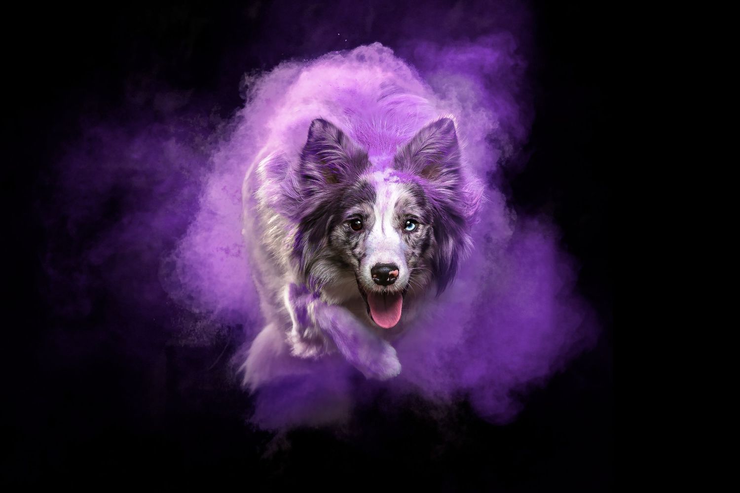 Dog emerging from purple smoke effect against black background. Holipowder.