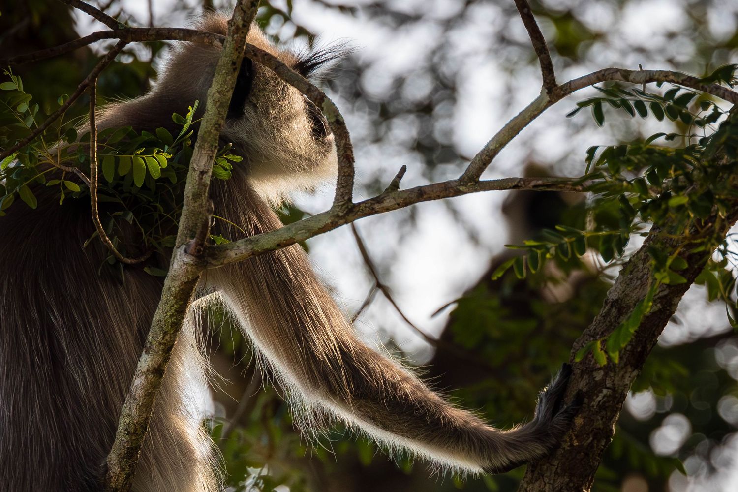Long-armed monkey reaching through branches in a forest canopy.